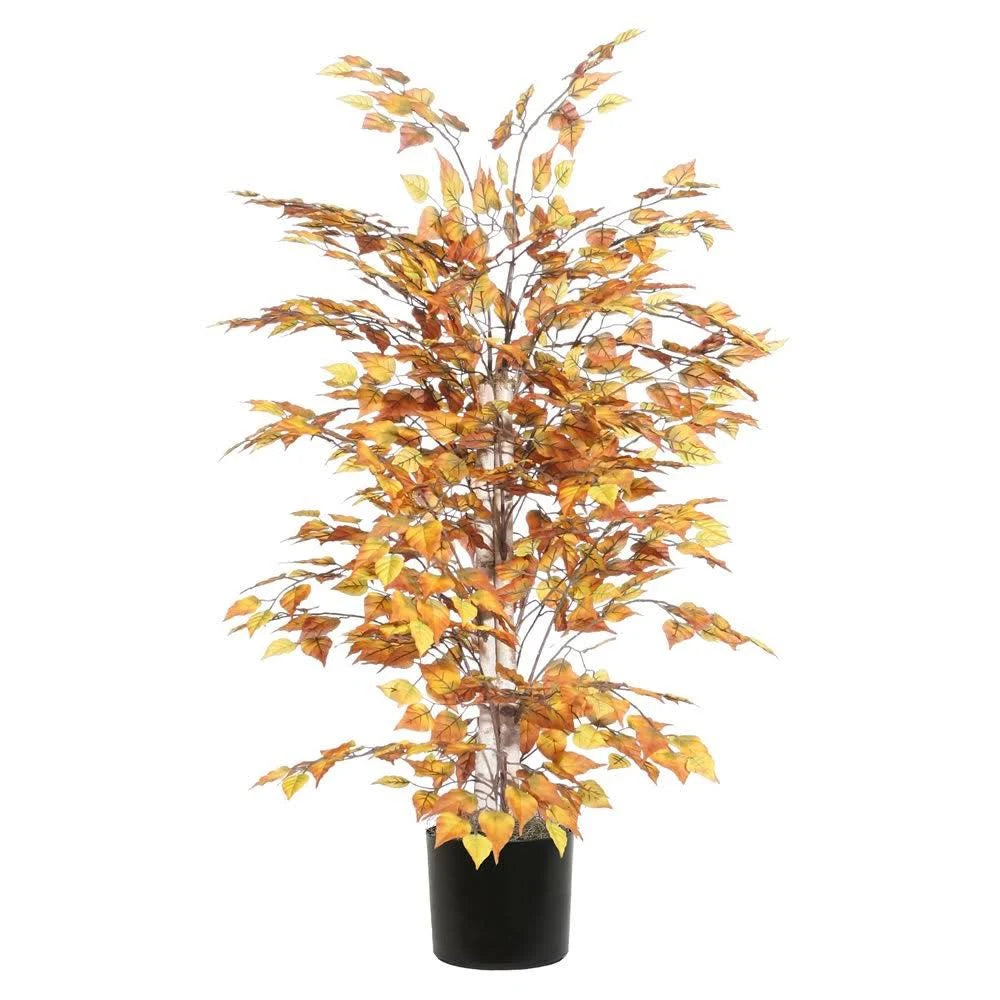 4& Golden Birch Extra Full S451534