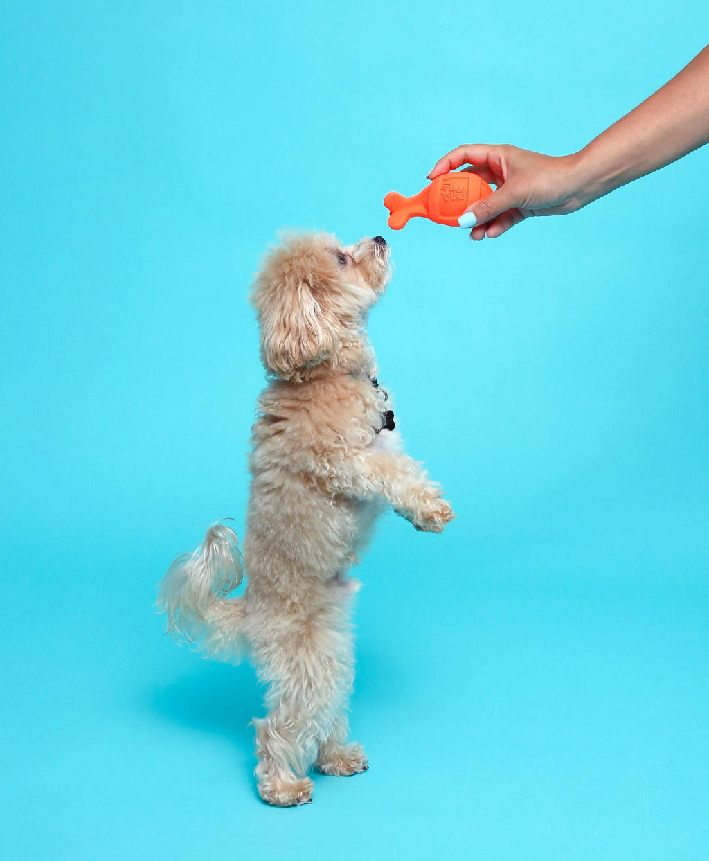 Bacon Scented Latex Dog Toys H112695
