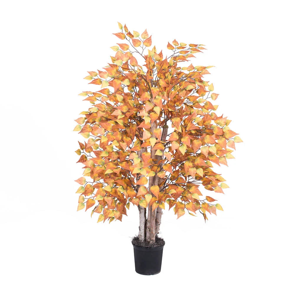 4& Golden Birch Extra Full S451534