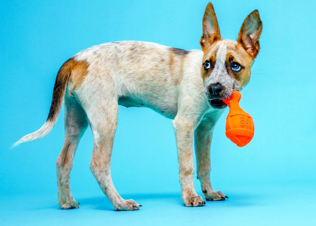 Bacon Scented Latex Dog Toys H112695