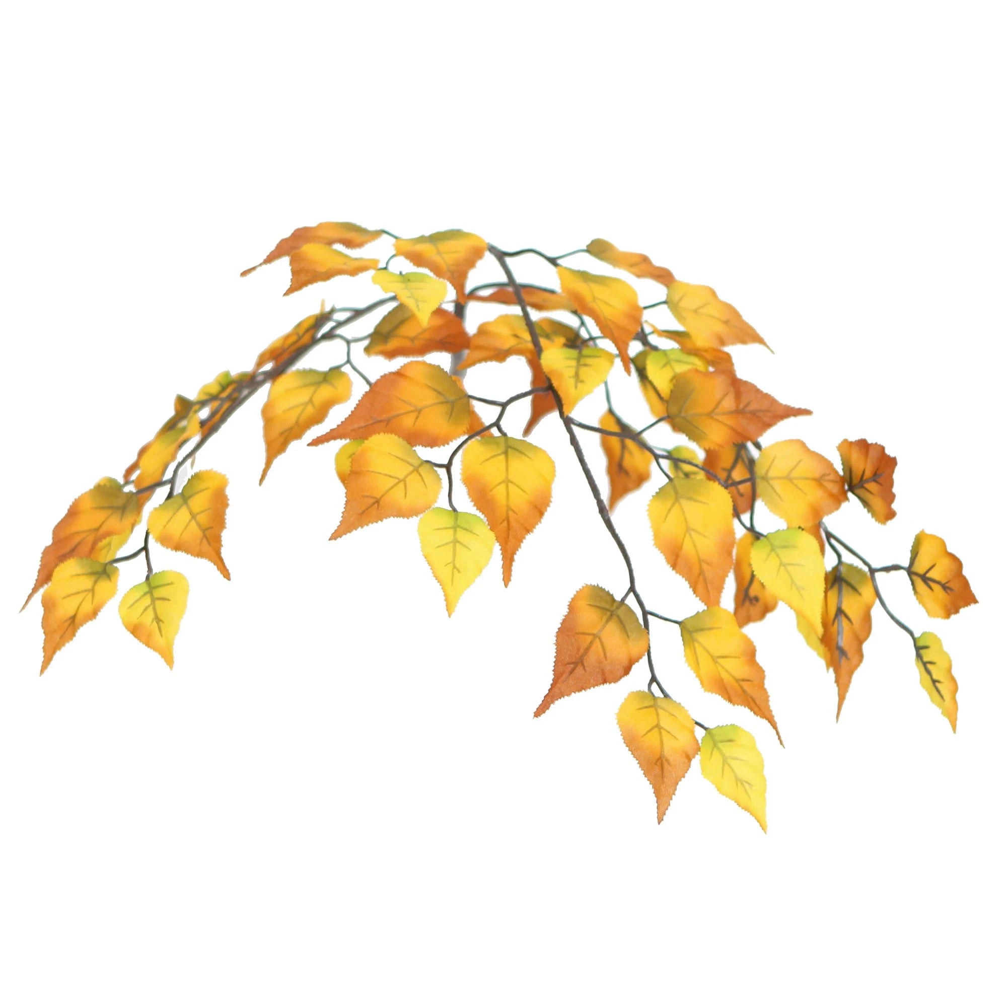 4& Golden Birch Extra Full S451534