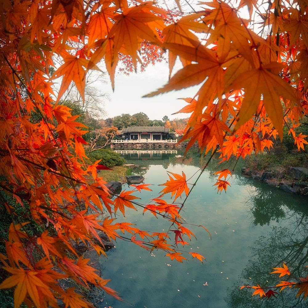 7.5mm F2.8 II Fisheye Lens E10403